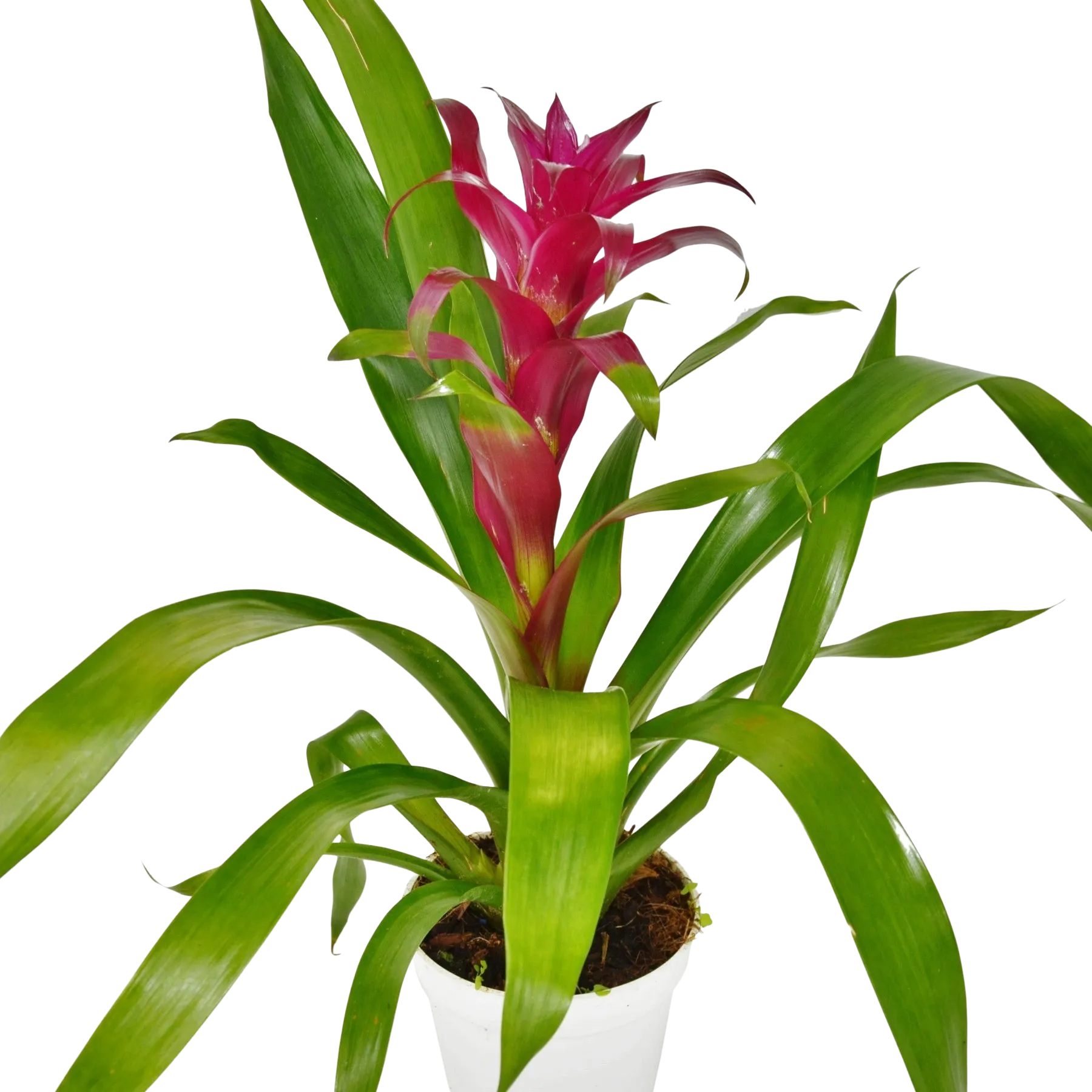 Bromeliad 'Guzmania Purple' – Plant Club