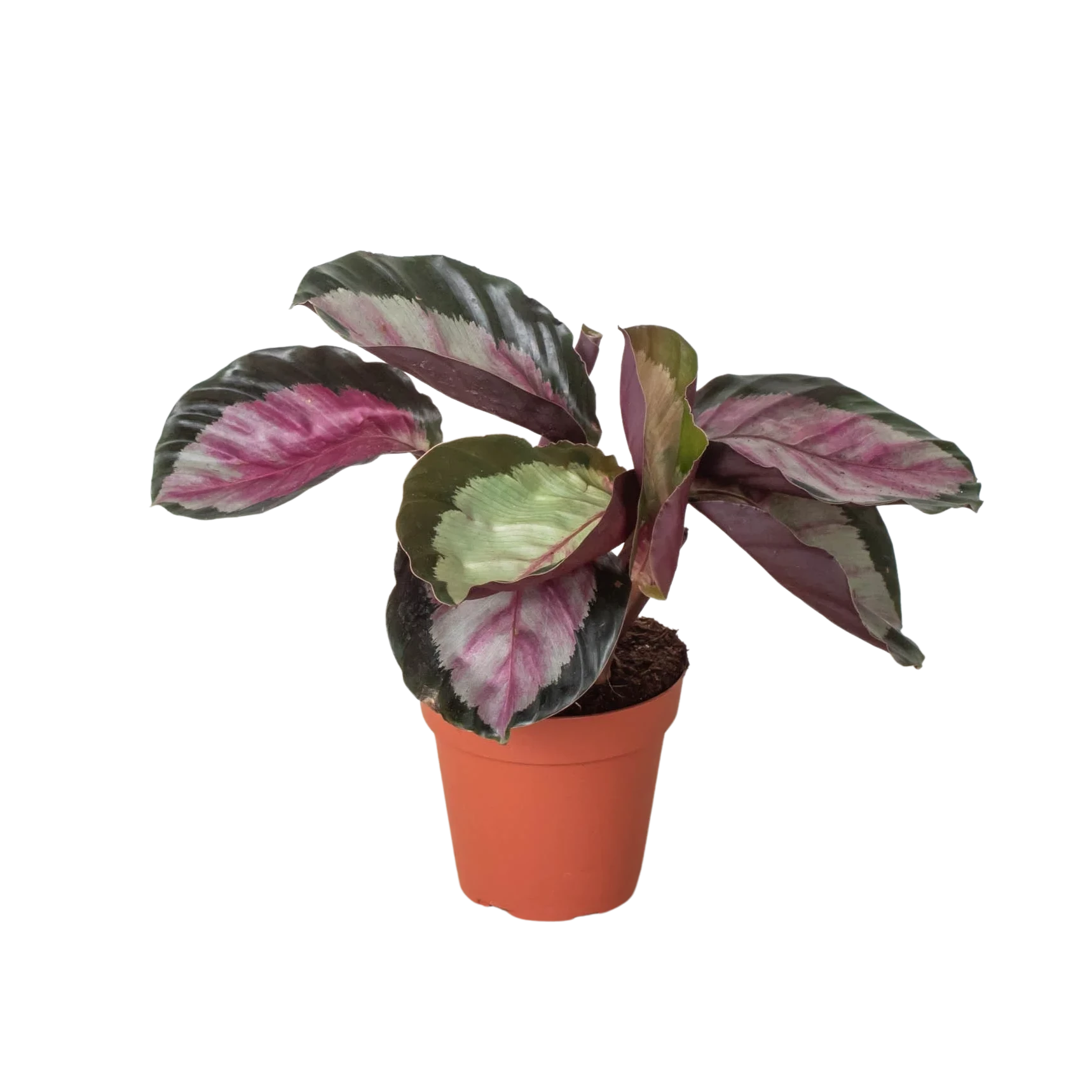 Calathea 'Silvia' – Plant Club